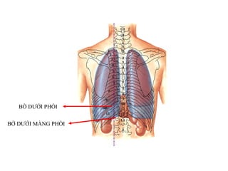 BỜ DƢỚI PHỔI
BỜ DƢỚI MÀNG PHỔI
 