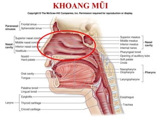 Làm thế nào để có một lá phổi khỏe mạnh  4 cách đơn giản nhất