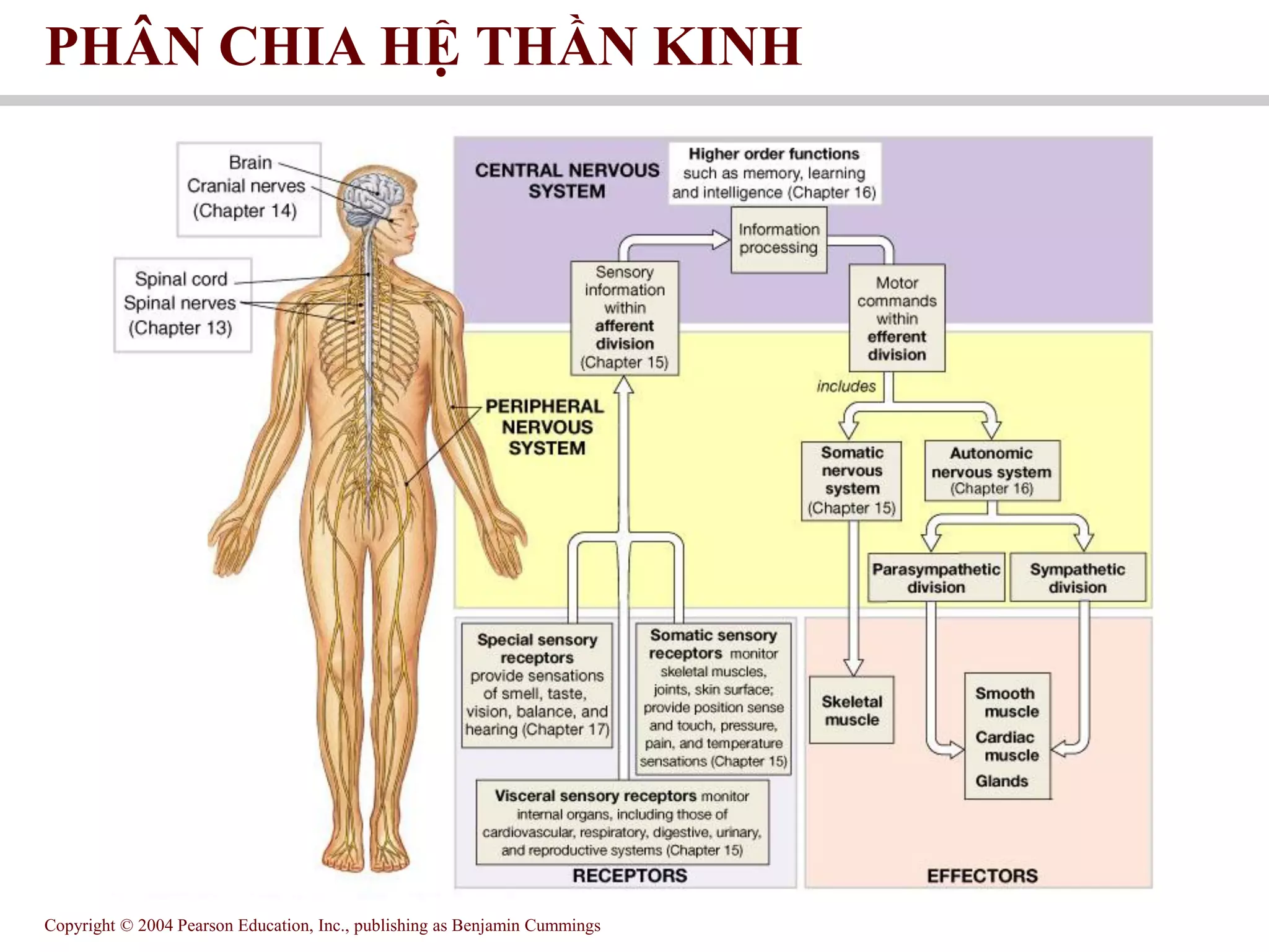 GIẢI PHẪU HỆ THẦN KINH - 12 ĐÔI THẦN KINH SỌ | PDF