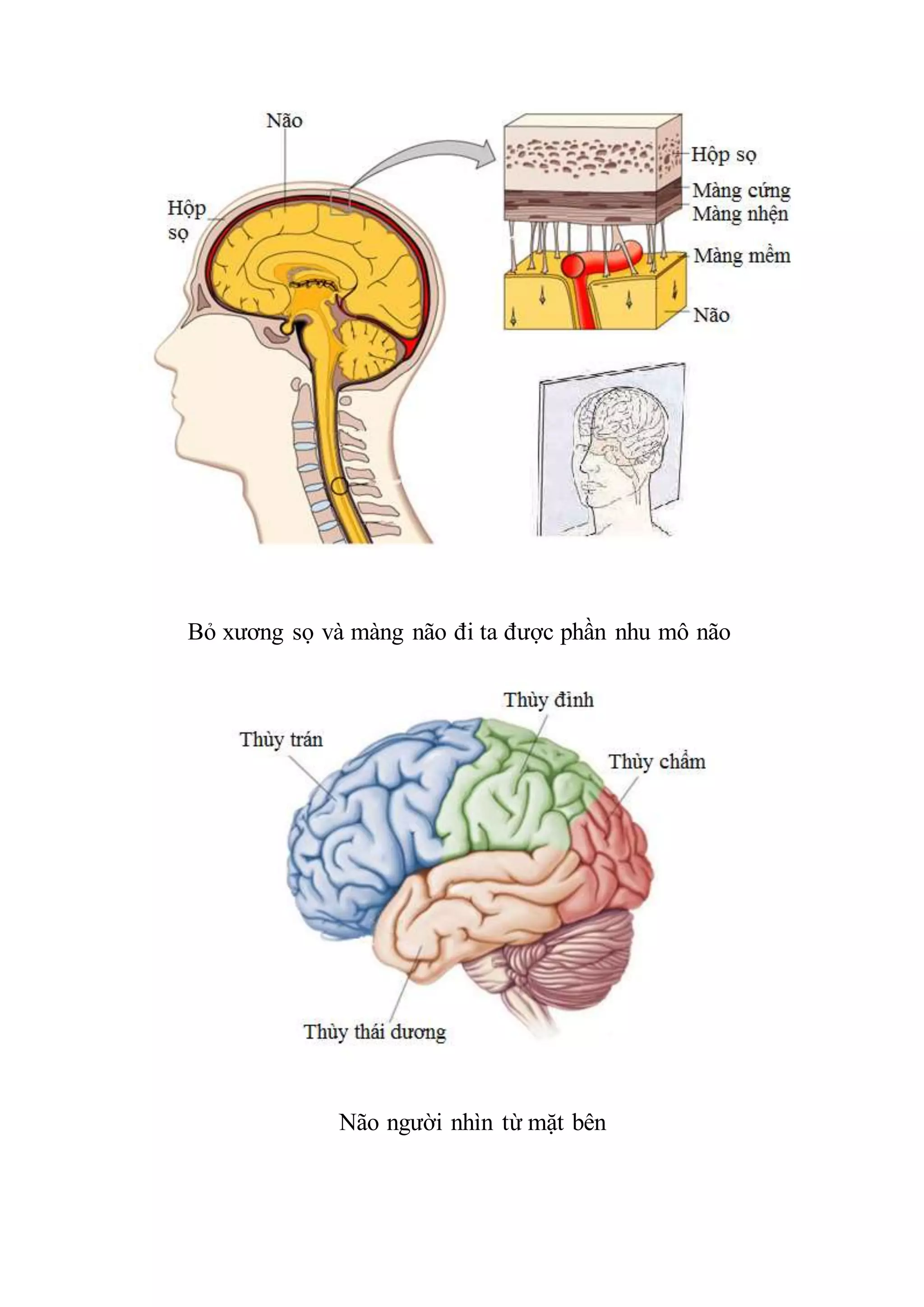 Bỏ xương sọ và màng não đi ta được phần nhu mô não
Não người nhìn từ mặt bên
 