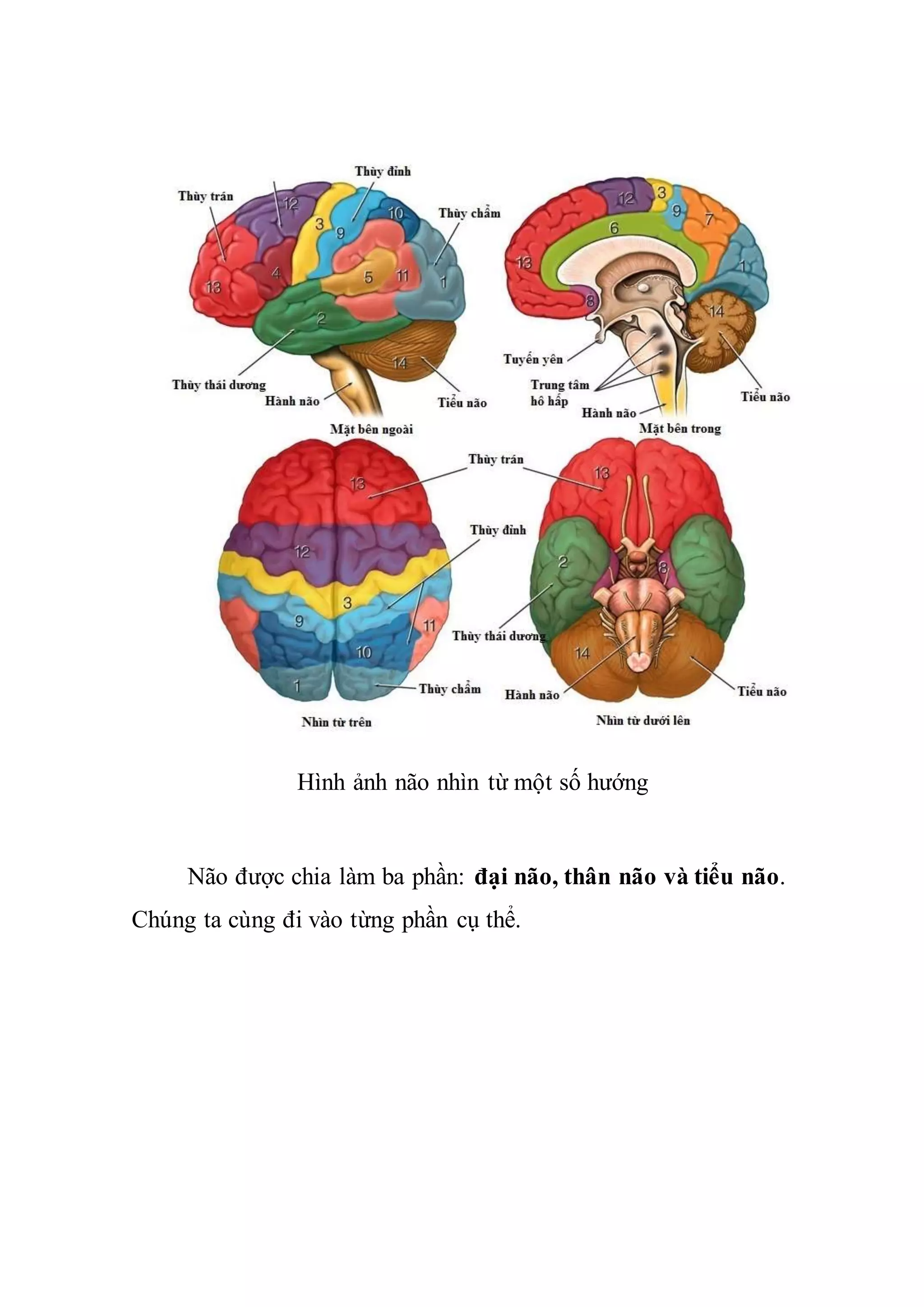 Hình ảnh não nhìn từ một số hướng
Não được chia làm ba phần: đại não, thân não và tiểu não.
Chúng ta cùng đi vào từng phần cụ thể.
 