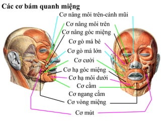 Các cơ bám quanh miệng
                Cơ nâng môi trên-cánh mũi
                  Cơ nâng môi trên
                 Cơ nâng góc miệng
                   Cơ gò má bé
                  Cơ gò má lớn
                     Cơ cười
                 Cơ hạ góc miệng
                   Cơ hạ môi dưới
                      Cơ cằm
                   Cơ ngang cằm
                  Cơ vòng miệng
                     Cơ mút
 
