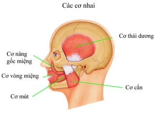 Các cơ nhai



                              Cơ thái dương


 Cơ nâng
 gốc miệng

Cơ vòng miệng
                                Cơ cắn
   Cơ mút
 