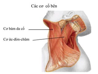 Các cơ cổ bên




Cơ bám da cổ

Cơ ức-đòn-chũm
 