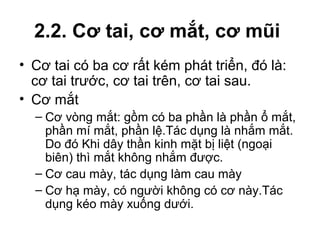 2.2. Cơ tai, cơ mắt, cơ mũi
• Cơ tai có ba cơ rất kém phát triển, đó là:
  cơ tai trước, cơ tai trên, cơ tai sau.
• Cơ mắt
  – Cơ vòng mắt: gồm có ba phần là phần ổ mắt,
    phần mí mắt, phần lệ.Tác dụng là nhắm mắt.
    Do đó Khi dây thần kinh mặt bị liệt (ngoại
    biên) thì mắt không nhắm được.
  – Cơ cau mày, tác dụng làm cau mày
  – Cơ hạ mày, có người không có cơ này.Tác
    dụng kéo mày xuống dưới.
 