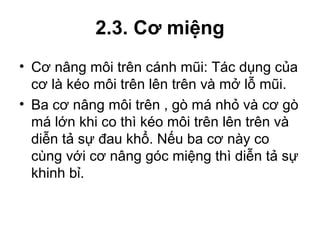 2.3. Cơ miệng
• Cơ nâng môi trên cánh mũi: Tác dụng của
  cơ là kéo môi trên lên trên và mở lỗ mũi.
• Ba cơ nâng môi trên , gò má nhỏ và cơ gò
  má lớn khi co thì kéo môi trên lên trên và
  diễn tả sự đau khổ. Nếu ba cơ này co
  cùng với cơ nâng góc miệng thì diễn tả sự
  khinh bỉ.
 