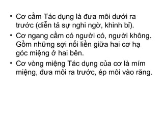 • Cơ cằm Tác dụng là đưa môi dưới ra
  trước (diễn tả sự nghi ngờ, khinh bỉ).
• Cơ ngang cằm có người có, người không.
  Gồm những sợi nối liền giữa hai cơ hạ
  góc miệng ở hai bên.
• Cơ vòng miệng Tác dụng của cơ là mím
  miệng, đưa môi ra trước, ép môi vào răng.
 