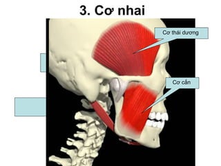 3. Cơ nhai
                              Cơ thái dương



        Cơ chân bướm
            ngoài


                                 Cơ cắn


Cơ chân bướm
    trong
 