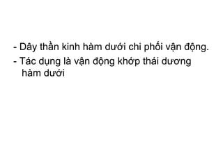 - Dây thần kinh hàm dưới chi phối vận động.
- Tác dụng là vận động khớp thái dương
  hàm dưới
 