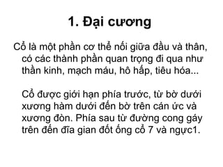 1. Đại cương
Cổ là một phần cơ thể nối giữa đầu và thân,
 có các thành phần quan trọng đi qua như
 thần kinh, mạch máu, hô hấp, tiêu hóa...

 Cổ được giới hạn phía trước, từ bờ dưới
 xương hàm dưới đến bờ trên cán ức và
 xương đòn. Phía sau từ đường cong gáy
 trên đến đĩa gian đốt ống cổ 7 và ngực1.
 