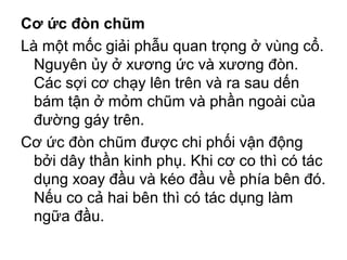 Cơ ức đòn chũm
Là một mốc giải phẫu quan trọng ở vùng cổ.
  Nguyên ủy ở xương ức và xương đòn.
  Các sợi cơ chạy lên trên và ra sau dến
  bám tận ở mỏm chũm và phần ngoài của
  đường gáy trên.
Cơ ức đòn chũm được chi phối vận động
  bởi dây thần kinh phụ. Khi cơ co thì có tác
  dụng xoay đầu và kéo đầu về phía bên đó.
  Nếu co cả hai bên thì có tác dụng làm
  ngữa đầu.
 