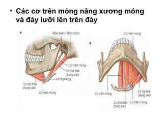 • Các cơ trên móng nâng xương móng
  và đáy lưỡi lên trên đáy
 