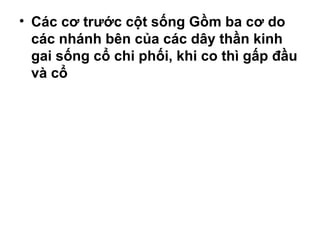 • Các cơ trước cột sống Gồm ba cơ do
  các nhánh bên của các dây thần kinh
  gai sống cổ chi phối, khi co thì gấp đầu
  và cổ
 