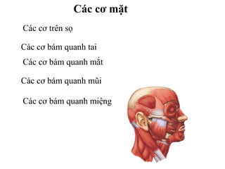 Các cơ mặt
Các cơ trên sọ

Các cơ bám quanh tai
Các cơ bám quanh mắt

Các cơ bám quanh mũi

Các cơ bám quanh miệng
 