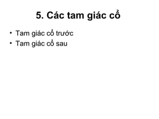 5. Các tam giác cổ
• Tam giác cổ trước
• Tam giác cổ sau
 