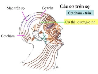 Mạc trên sọ   Cơ trán   Các cơ trên sọ
                             Cơ chẩm - trán

                            Cơ thái dương-đỉnh


Cơ chẩm
 