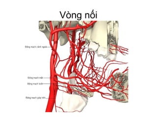 Vòng nối
 