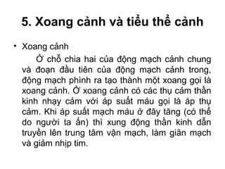 5. Xoang cảnh và tiểu thể cảnh
• Xoang cảnh
      Ở chỗ chia hai của động mạch cảnh chung
  và đoạn đầu tiên của động mạch cảnh trong,
  động mạch phình ra tạo thành một xoang gọi là
  xoang cảnh. Ở xoang cảnh có các thụ cảm thần
  kinh nhạy cảm với áp suất máu gọi là áp thụ
  cảm. Khi áp suất mạch máu ở đây tăng (có thể
  do người ta ấn) thì xung động thần kinh dẫn
  truyền lên trung tâm vận mạch, làm giãn mạch
  và giảm nhịp tim.
 