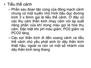 • Tiểu thể cảnh
  – Phần sau đoạn tận cùng của động mạch cảnh
    chung có một tuyến nhỏ hình bầu dục đường
    kính 3 x 6mm gọi là tiểu thể cảnh. Ở đây có
    các thụ cảm thần kinh nhạy cảm với áp suất
    riêng phần của khí trong máu gọi là hóa thụ
    cảm. Đặc biệt khi pH máu giảm, PO2 giảm và
    PCO2 tăng.
  – Các sợi thần kinh đi đến xoang cảnh và tiểu
    thể cảnh chủ yếu phát sinh từ dây thần kinh
    thiệt hầu, ngoài ra còn có một số nhánh của
    dây thần kinh lang thang
 