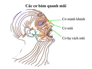 Các cơ bám quanh mũi


                  Cơ mảnh khảnh

                  Cơ mũi

                  Cơ hạ vách mũi
 