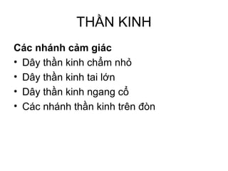 THẦN KINH
Các nhánh cảm giác
• Dây thần kinh chẩm nhỏ
• Dây thần kinh tai lớn
• Dây thần kinh ngang cổ
• Các nhánh thần kinh trên đòn
 