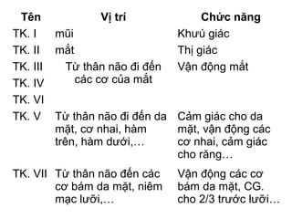 Tên             Vị trí              Chức năng
TK. I   mũi                     Khưú giác
TK. II mắt                      Thị giác
TK. III    Từ thân não đi đến   Vận động mắt
TK. IV      các cơ của mắt
TK. VI
TK. V Từ thân não đi đến da     Cảm giác cho da
        mặt, cơ nhai, hàm       mặt, vận động các
        trên, hàm dưới,…        cơ nhai, cảm giác
                                cho răng…
TK. VII Từ thân não đến các     Vận động các cơ
        cơ bám da mặt, niêm     bám da mặt, CG.
        mạc lưỡi,…              cho 2/3 trước lưỡi…
 