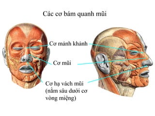 Các cơ bám quanh mũi



  Cơ mảnh khảnh


   Cơ mũi


Cơ hạ vách mũi
(nằm sâu dưới cơ
vòng miệng)
 