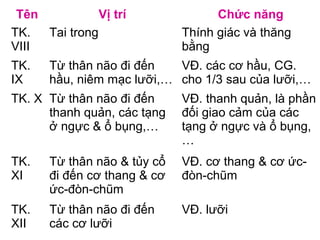 Tên           Vị trí              Chức năng
TK.  Tai trong               Thính giác và thăng
VIII                         bằng
TK.   Từ thân não đi đến   VĐ. các cơ hầu, CG.
IX    hầu, niêm mạc lưỡi,… cho 1/3 sau của lưỡi,…
TK. X Từ thân não đi đến     VĐ. thanh quản, là phần
      thanh quản, các tạng   đối giao cảm của các
      ở ngực & ổ bụng,…      tạng ở ngực và ổ bụng,
                             …
TK.   Từ thân não & tủy cổ   VĐ. cơ thang & cơ ức-
XI    đi đến cơ thang & cơ   đòn-chũm
      ức-đòn-chũm
TK.   Từ thân não đi đến     VĐ. lưỡi
XII   các cơ lưỡi
 