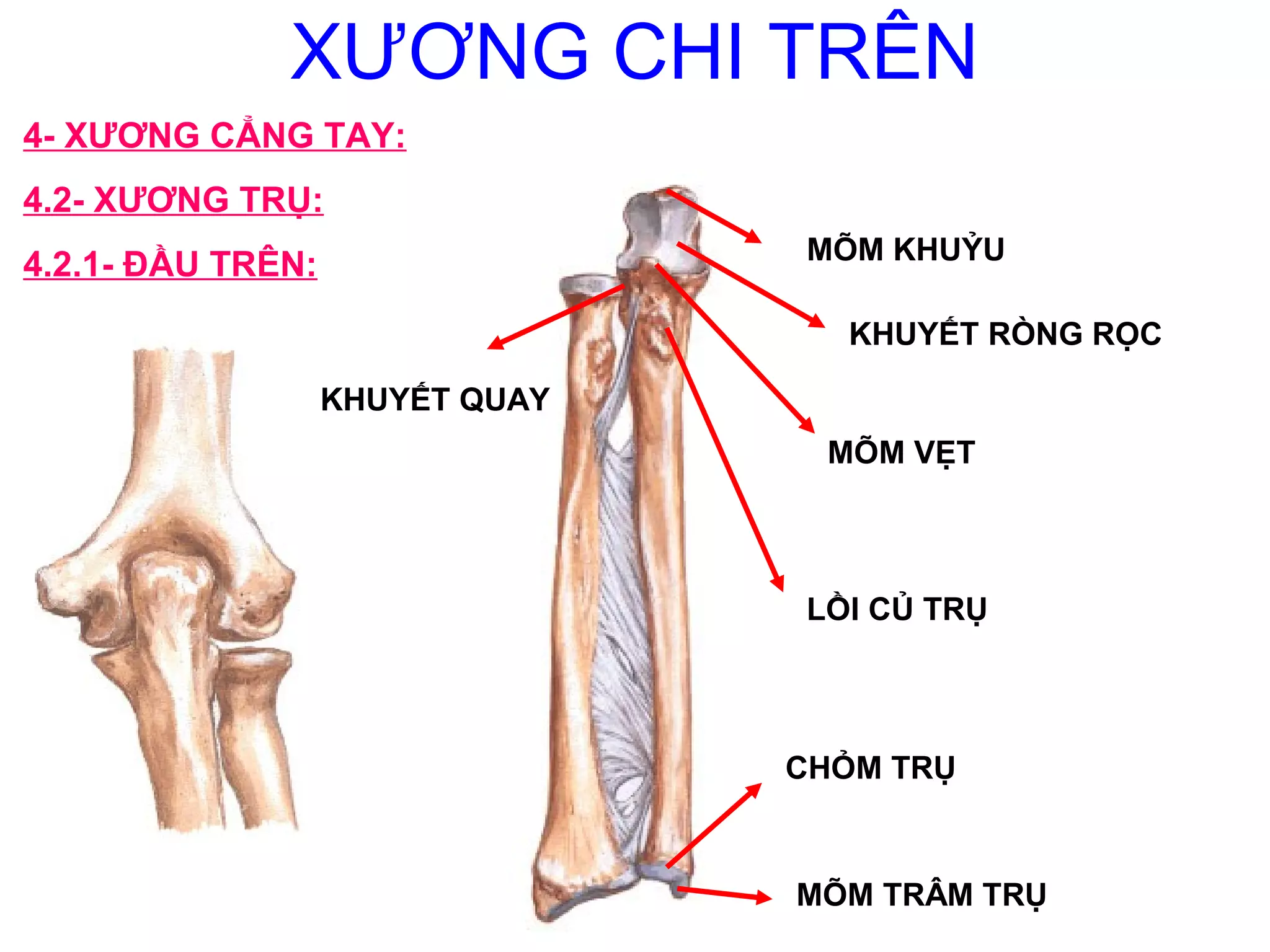 Giải phẫu vùng chi trên | PPT