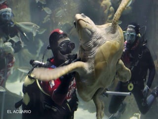 EL ACUARIO

 