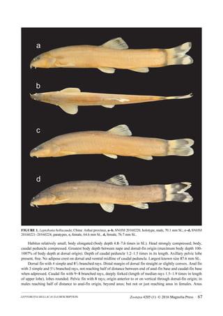 Zootaxa 4205 (1) © 2016 Magnolia Press · 67
LEPTOBOTIA BELLACAUDA DESCRIPTION
FIGURE 1. Leptobotia bellacauda; China: Anhui province, a‒b, SNHM 20160220, holotype, male, 70.1 mm SL; c‒d, SNHM
20160221‒20160224, paratypes, c, female, 64.6 mm SL, d, female, 76.7 mm SL.
Habitus relatively small, body elongated (body depth 4.8‒7.6 times in SL). Head strongly compressed; body,
caudal peduncle compressed. Greatest body depth between nape and dorsal-fin origin (maximum body depth 100-
1007% of body depth at dorsal origin). Depth of caudal peduncle 1.2‒1.5 times in its length. Axillary pelvic lobe
present, free. No adipose crest on dorsal and ventral midline of caudal peduncle. Largest known size 87.6 mm SL.
Dorsal fin with 4 simple and 8½ branched rays. Distal margin of dorsal fin straight or slightly convex. Anal fin
with 3 simple and 5½ branched rays, not reaching half of distance between end of anal-fin base and caudal-fin base
when adpressed. Caudal fin with 9+8 branched rays, deeply forked (length of median rays 1.5‒1.9 times in length
of upper lobe), lobes rounded. Pelvic fin with 8 rays; origin anterior to or on vertical through dorsal-fin origin; in
males reaching half of distance to anal-fin origin, beyond anus; but not or just reaching anus in females. Anus
 