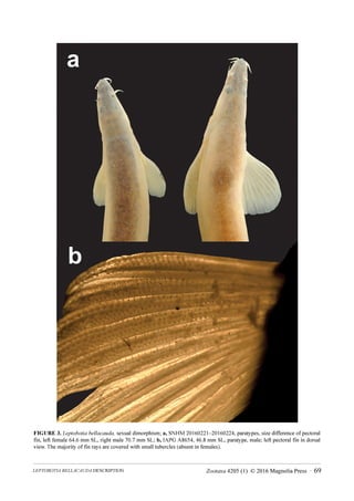 Zootaxa 4205 (1) © 2016 Magnolia Press · 69
LEPTOBOTIA BELLACAUDA DESCRIPTION
FIGURE 3. Leptobotia bellacauda, sexual dimorphism; a, SNHM 20160221‒20160224, paratypes, size difference of pectoral
fin, left female 64.6 mm SL, right male 70.7 mm SL; b, IAPG A8654, 46.8 mm SL, paratype, male; left pectoral fin in dorsal
view. The majority of fin rays are covered with small tubercles (absent in females).
 