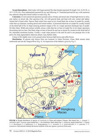 BOHLEN & ŠLECHTOVÁ
70 · Zootaxa 4205 (1) © 2016 Magnolia Press
Sexual dimorphism. Adult males with larger pectoral fins than females (pectoral-fin length 14.6‒16.4% SL vs
10.7‒12.9% SL); first (unbranched) pectoral-fin ray and following 4‒7 branched pectoral-fin rays with numerous
tiny tubercles along their dorsal surface in males (Fig. 3b).
Coloration. In most preserved specimens ground colour of body and dorsal side of head light brown to olive,
only darker on dorsal side. One specimen (Fig. 1d) with greyish body and head with only ventral side lighter.
Ventral half of head white. Narrow black stripe from snout to eye; broad black bar on base of caudal fin, usually
wider than eye diameter, reaching dorsal and ventral midline. A prominent black bar on caudal fin; usually located
on the distal half of fin, its shape retracing posterior margin of fin. In a single specimen (holotype) tips of caudal-
fin lobes black. Width and contrast variable, always wider than bar on base of caudal fin; in two larger specimens
dissociating into two bars. One black stripe on base of dorsal fin and one on dorsal fin, located on the distal half of
fin; interradial membrane hyaline. Usually a weak stripe present in the anal fin and in one paratype also in the
pelvic fin; body pigmentation otherwise absent. Lips, barbels white.
Colour in life slightly more vivid, ground colour between light brown and coffee brown.
Distribution. At present only known from two locations in Anhui Province, China. Both streams drain
northwards and into the Yangtze River (Fig. 4). An impression of the habitat is given by Fig. 5.
FIGURE 4. Rough distribution of species of Leptobotia in China and northern Vietnam. Red dotted line: L. elongata, L.
rubrilabris and L. taeniops; green dotted line: L. microphthalma; black dotted line: L. pellegrini; purple dotted line: L. tchangi;
1—L. flavolineata; 2—L.guilinensis; 3—L. hengyangensis; 4—L. orientalis; 5—L. posterodorsalis; 6 - L. punctata; 7—L.
tientaiensis. Red asterisks indicate the known localities of the new species Leptobotia bellacauda.
 