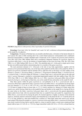 Zootaxa 4205 (1) © 2016 Magnolia Press · 71
LEPTOBOTIA BELLACAUDA DESCRIPTION
FIGURE 5. Qiupu River in Anhui province, China. Type locality of Leptobotia bellacauda.
Etymology. From Latin ‘bella’ for ‘beautiful’ and ‘cauda’ for ‘tail’; a reference to the prominent pigmentation
on the caudal fin. An adjective.
Comparisons. All species of Botiidae have an erectable suborbital spine, a formation of the lateral ethmoid. In
most species this spine is bifid, meaning that it has a main branch (processus ventrocaudalis) and a sidebranch
(processus dorsacaudalis). A simple suborbital spine is found only in all 13 species of Leptobotia and in Sinibotia
zebra (Wu 1939; Chen 1980; Nalbant 2002) and is considered a diagnostic character for Leptobotia. Species of
Leptobotia differ from S. zebra by the absence of mental barbels on the lower lip (Fang 1936; Wu 1939; Chen
1980; Li et al. 2008; Nalbant 2002; Xu et al. 1981). The suborbital spine of L. bellacauda is simple and its lower
lip does not exhibit mental barbels, demonstrating that it is a member of the genus Leptobotia.
The most prominent character of L. bellacauda is the lack of any body pigmentation, together with the
presence of two pronounced black bars, one on the base of the caudal fin and the other on the caudal fin. Of the 13
species of Leptobotia considered valid by Kottelat (2012), eight have bars on the body or at least saddles on the
dorsum (L. elongata, L. flavolineata Wang, L. guilinensis, L. hengyangensis Huang & Zhang, L. orientalis Xu et al,
L. pellegrini Fang, L. rubrilabris Dabry de Thiersant, L. tchangi Fang), one (L. punctata) has spots on the sides and
one (L. taeniops (Sauvage)) a marbled or vermiculated pigmentation pattern with faint saddles (Fang 1936; Wu
1939; Chen 1980; Li et al. 2008; Nalbant 2002; Xu et al. 1981). Leptobotia bellacauda differs from all these
species by having (vs. not having) two black bars, one on the caudal-fin base and another on the caudal fin itself.
Only three species within the genus Leptobotia (L. microphthalma Fy & Ye, L. posterodorsalis and, L.
tientaiensis (Wu)) have a plain brown body. Leptobotia bellacauda differs from L. microphthalma by having larger
eyes (eye diameter 2.1‒3.1 % SL vs. 0.8‒1.0 % SL), a less deep emarginated caudal fin (length of median rays
1.5‒2.0 times in length of those on lower lobe, vs. 2.7‒3.1 times), presence (vs. absence) of a black stripe from
snout to eye, and by having a black bar on the caudal-fin base and another on the caudal fin (vs. having all fins in
the same colour as the body). Leptobotia bellacauda shares with L. posterodorsalis the general pigmentation
pattern (plain brown body with two prominent black bars on caudal-fin base and caudal fin, respectively), but
differs from L. posterodorsalis by having the pelvic fin inserted opposite or slightly in advance of the dorsal-fin
origin (vs. distinctly anterior to dorsal-fin origin); more branched rays in the dorsal fin (8 vs. 6‒7) and the pelvic fin
(7 vs. 6); long, pointed (vs. short and rounded) fins; a distinct (vs. faint) black stripe from snout to eye; and the
outer margin of the dorsal fin straight (vs. convex). Leptobotia bellacauda differs from L. tientaiensis by having the
anus closer to pelvic-fin base than to anal-fin origin (vs. closer to anal-fin origin), a much more compressed head
(head width at nares 4.3‒5.6% SL vs. 7.2% SL), larger interorbital width (2.8‒3.8 vs. 4.3% SL); a broad black bar
 