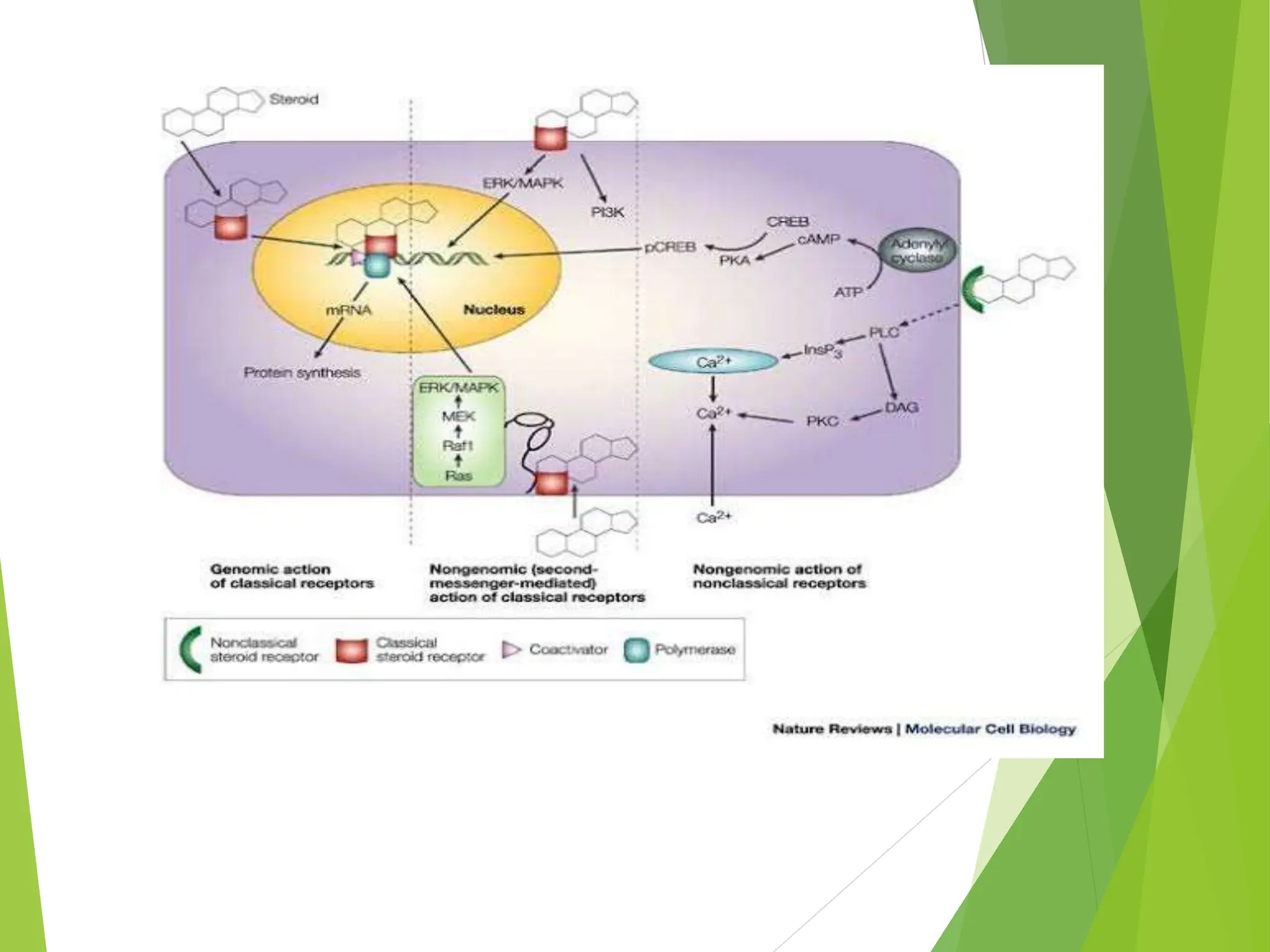 Non genomic effects of corticosteroids ppt | PPTX
