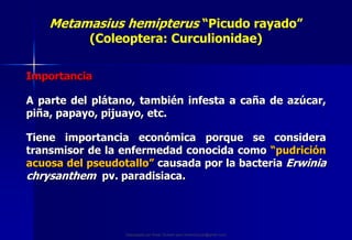 control cultural cultivo de platano-2020.pdf