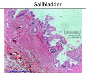 Gallbladder