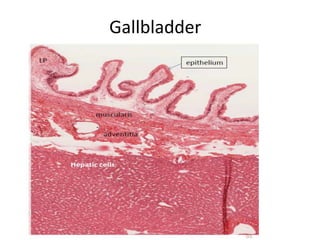 Gallbladder