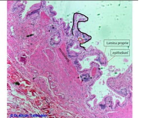 Gi lab