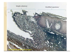 Gi lab