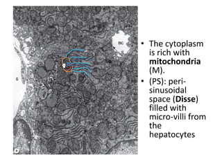 • The cytoplasm
is rich with
mitochondria
(M).
• (PS): peri-
sinusoidal
space (Disse)
filled with
micro-villi from
the
hepatocytes
 