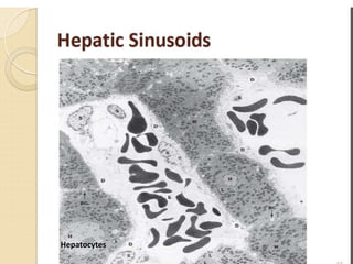 Hepatocytes
 