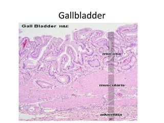 Gallbladder
 