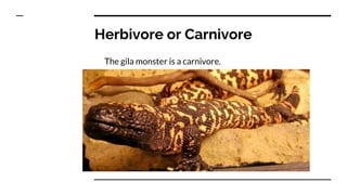 Gila Monster | PPT