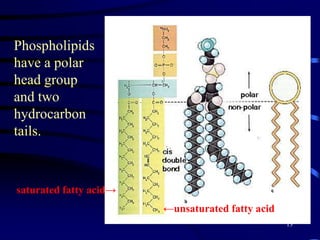 10Lipid Biomarker Analysis