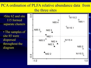 27Redundancy analysis to correlate between PLFA and soil chemistry dataAVDATSAYERET SHAKED