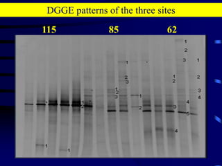 29EXAMPLE 2Microbial community succession along a desert rainfall gradient 