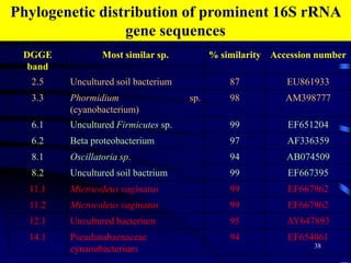 31QuestionDoes the succesional stage of BSC, as affected by the rainfall gradient, will affect the microbial biomass and community structure and therefore, the ecosystem functioning?32Study sitesBSC samples were collected during winter 2007 from three different sites along the Israeli-Egyptian border comprising a rainfall gradient:Northern point N62 (150-170 mm),N85 (110-120 mm), Southern point N115 (70-90 mm)