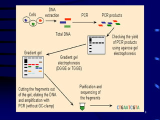 Those, who grow easily, may not represent the major fraction of the studied community5In-situ Microbial Community AssessmentTwo Complimentary Biomarker Methods:DNA:   Recover from surface, Amplify with PCRusing rDNA primers , Separate with DGGE, sequence for identification and phylogenetic relationship. Great specificityLipids:Extract, concentrate, structural analysisQuantitative, Insight into: viable biomass, community composition, Nutritional-physiological status, evidence for metabolic activity