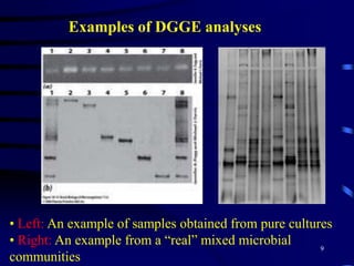 6The DGGE Technique Denaturing gradient gel electrophoresis (DGGE) is a nucleic acid based (DNA or RNA) technique which can be used to profile and identify dominant members of the microbial community based on their genetic fingerprint.